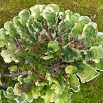 Nephroma arcticum