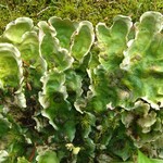 Nephroma arcticum