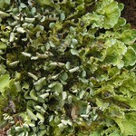 Nephroma arcticum