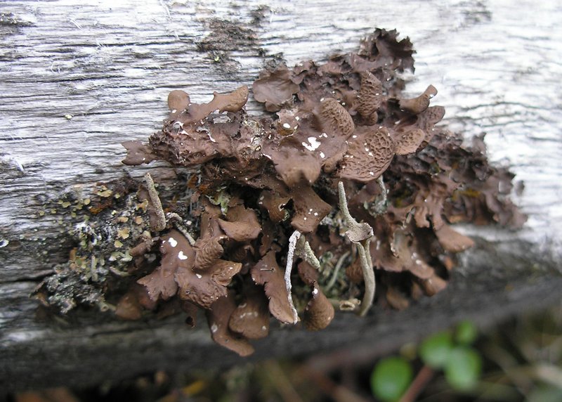 Nephroma bellum