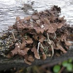 Nephroma bellum
