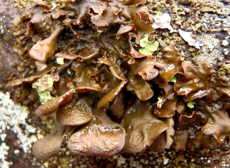Nephroma bellum