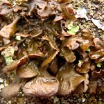 Nephroma bellum