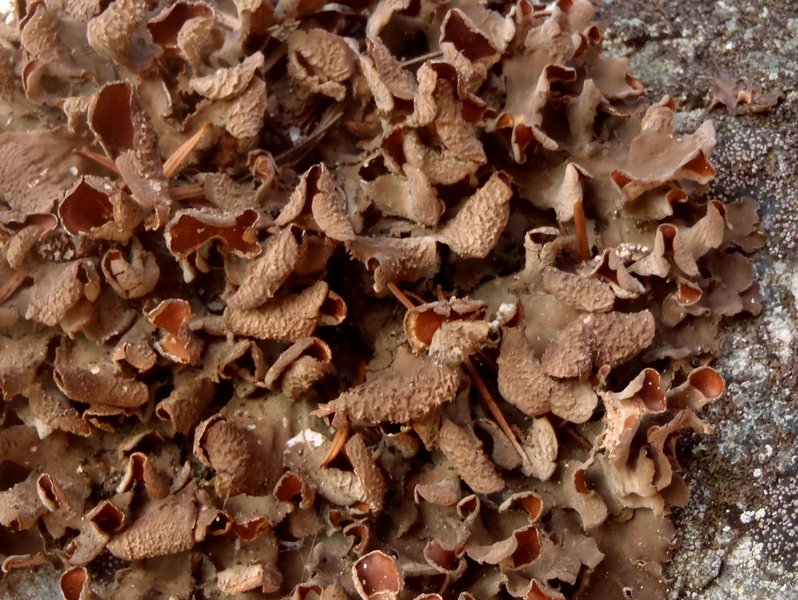 Nephroma bellum