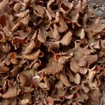 Nephroma bellum