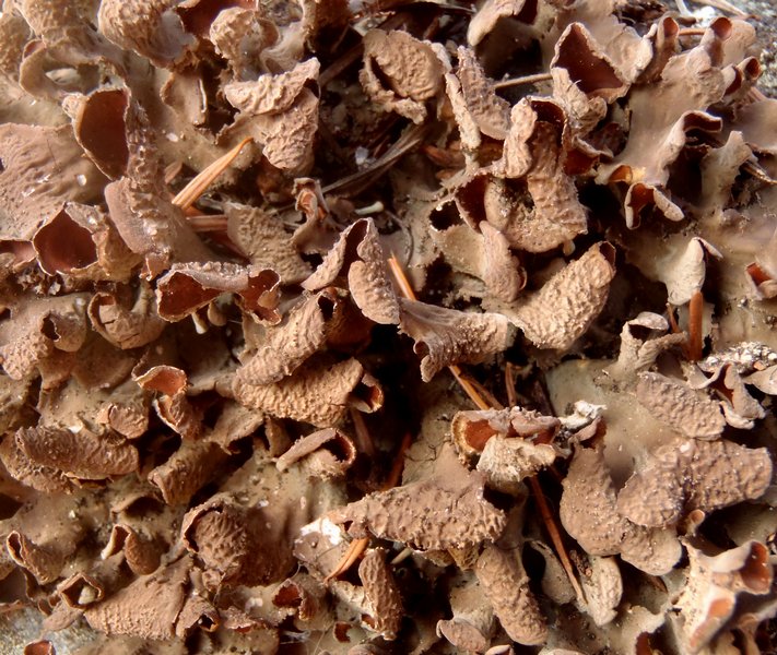 Nephroma bellum