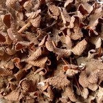Nephroma bellum