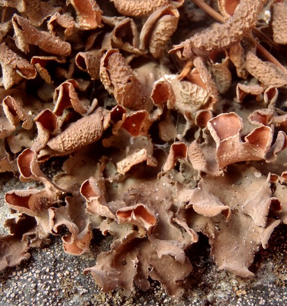 Nephroma bellum