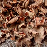 Nephroma bellum