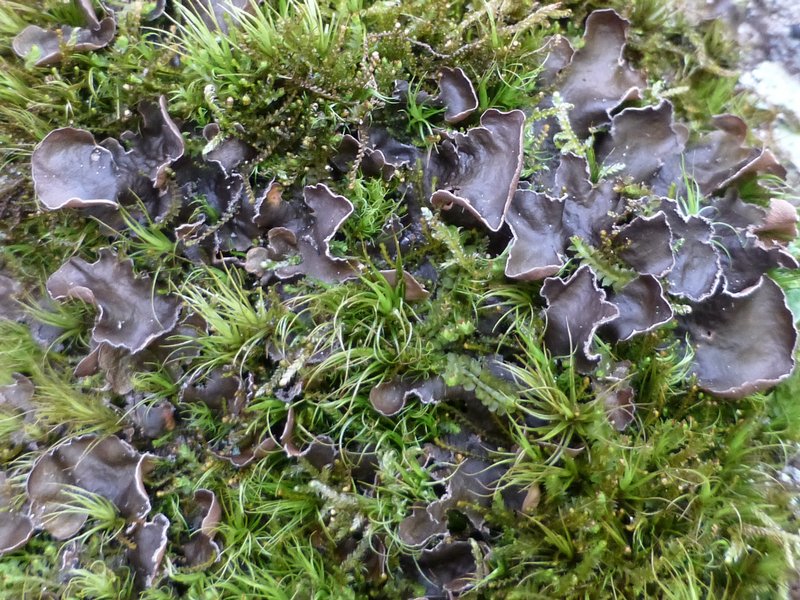 Nephroma bellum