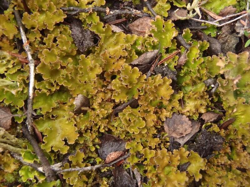 Nephroma expallidum