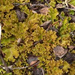 Nephroma expallidum