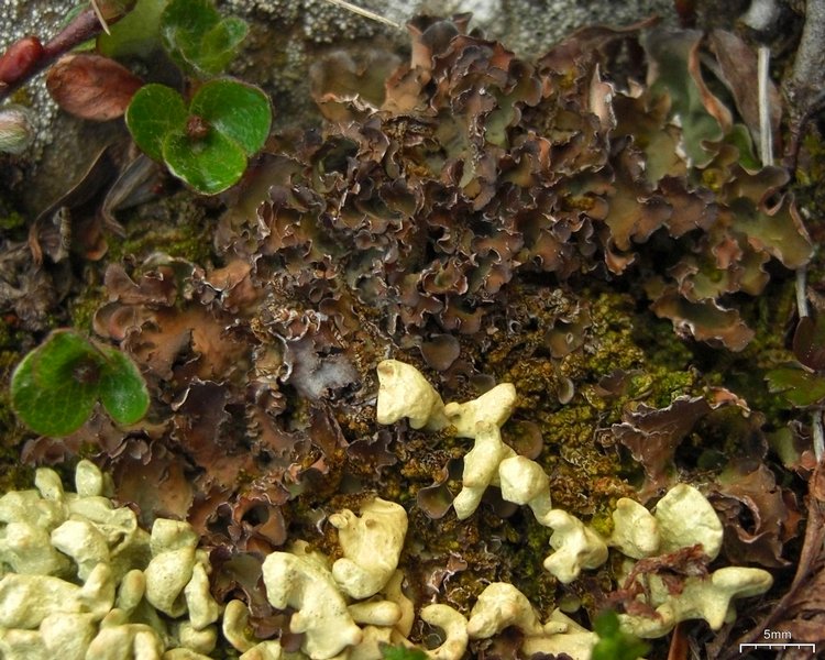 Nephroma expallidum