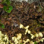 Nephroma expallidum