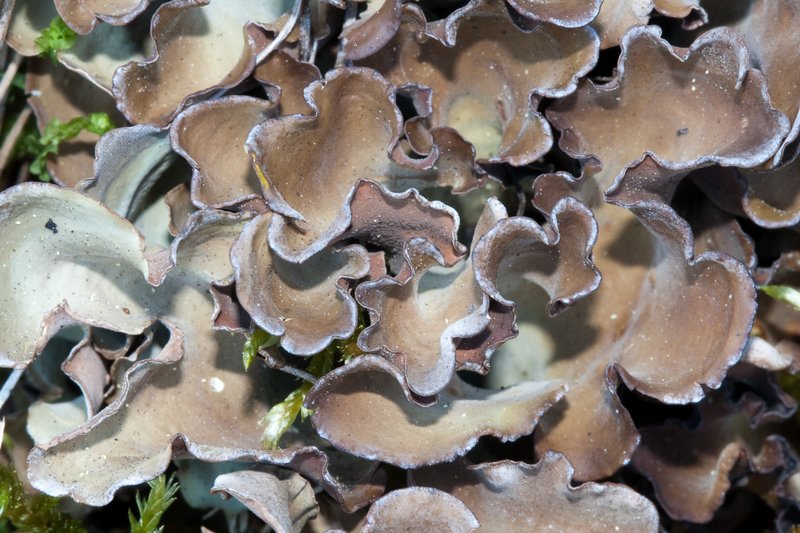 Nephroma expallidum