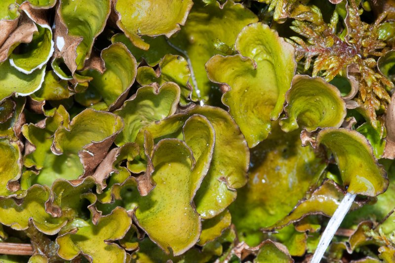Nephroma expallidum