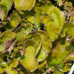 Nephroma expallidum