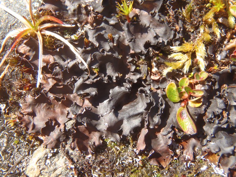 Nephroma expallidum