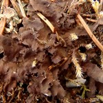 Nephroma helveticum ssp. helveticum