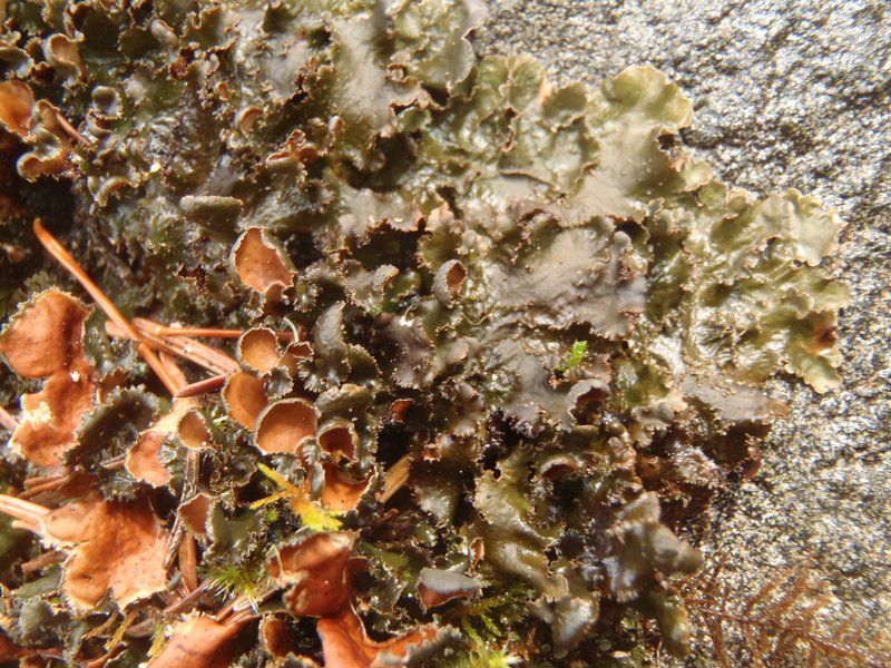 Nephroma helveticum ssp. helveticum