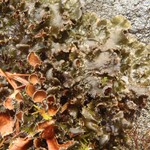 Nephroma helveticum ssp. helveticum