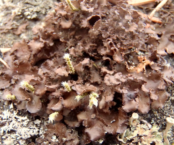 Nephroma helveticum ssp. helveticum