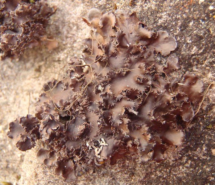 Nephroma helveticum ssp. helveticum