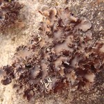 Nephroma helveticum ssp. helveticum