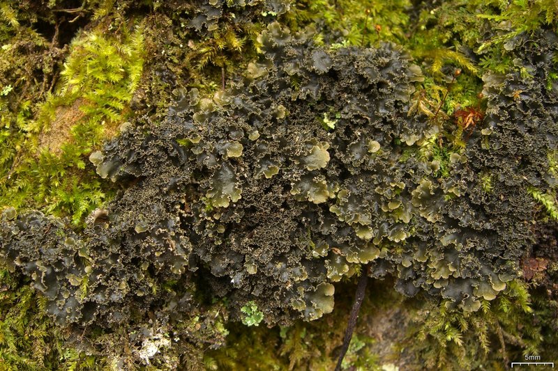 Nephroma helveticum ssp. helveticum