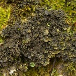 Nephroma helveticum ssp. helveticum