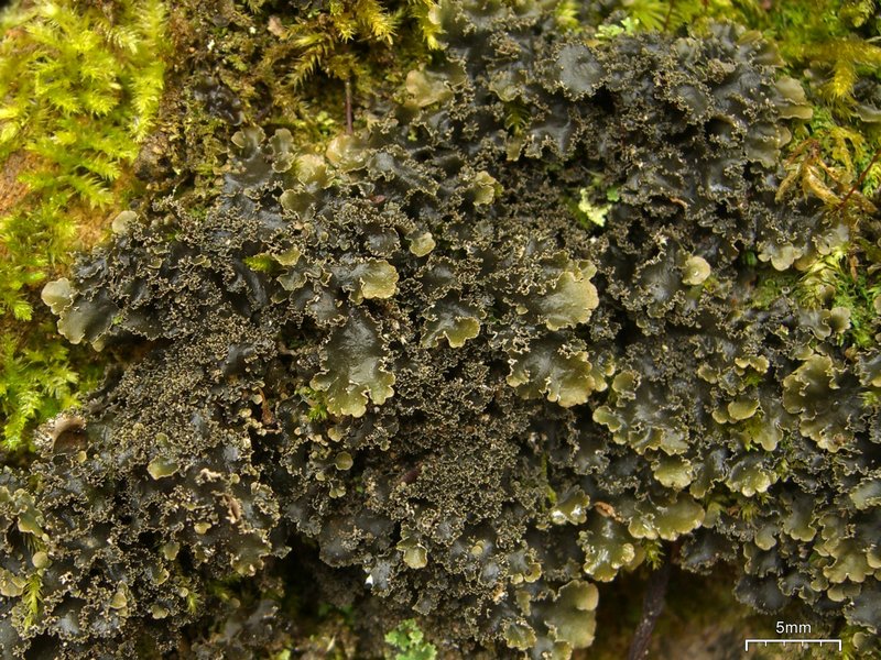 Nephroma helveticum ssp. helveticum