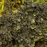Nephroma helveticum ssp. helveticum