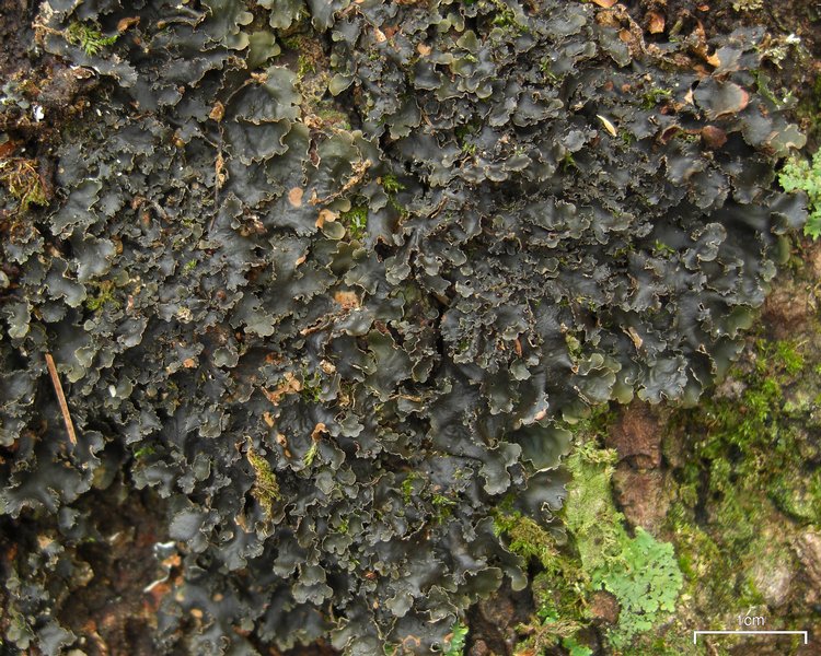 Nephroma helveticum ssp. helveticum