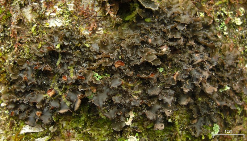 Nephroma helveticum ssp. helveticum