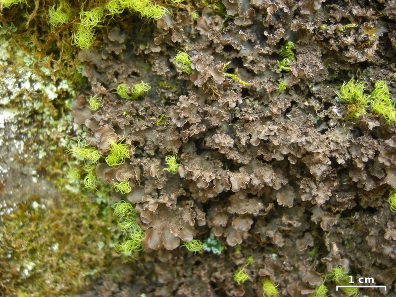 Nephroma helveticum ssp. helveticum