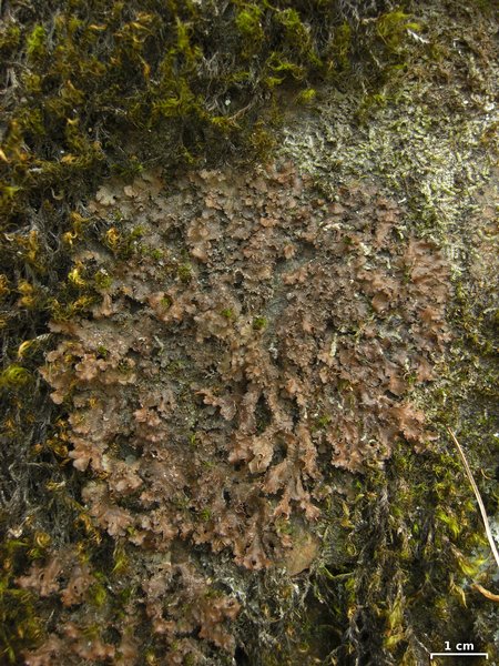 Nephroma helveticum ssp. helveticum