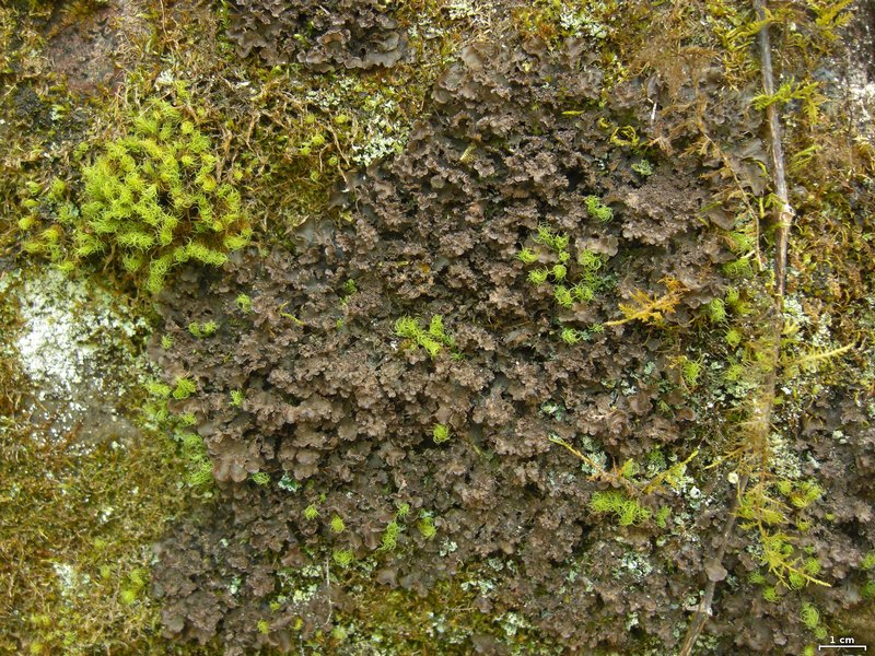 Nephroma helveticum ssp. helveticum