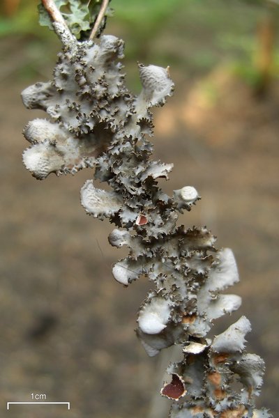 Nephroma helveticum ssp. sipeanum