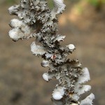 Nephroma helveticum ssp. sipeanum