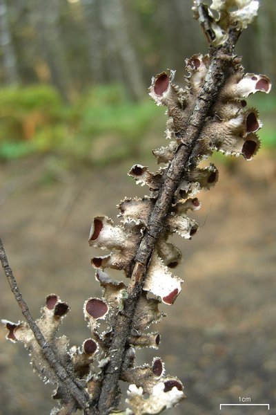Nephroma helveticum ssp. sipeanum