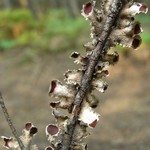 Nephroma helveticum ssp. sipeanum