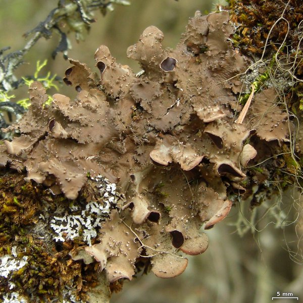 Nephroma helveticum ssp. sipeanum