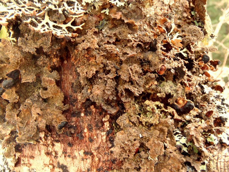 Nephroma isidiosum