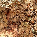 Nephroma isidiosum