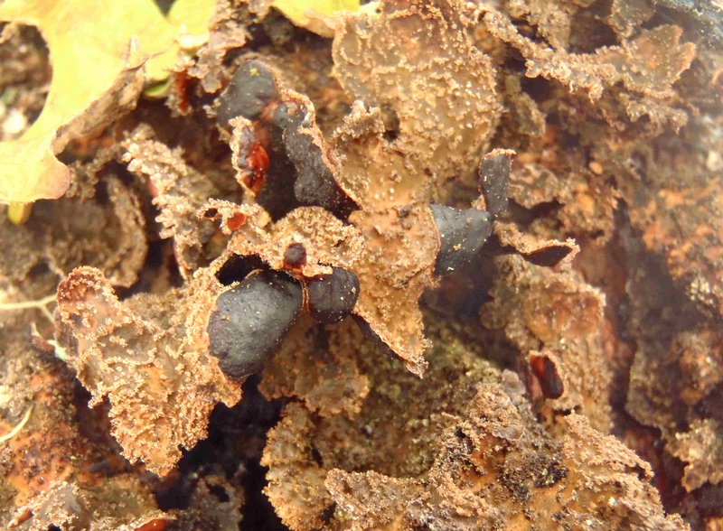 Nephroma isidiosum