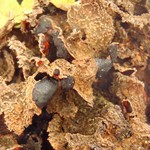 Nephroma isidiosum