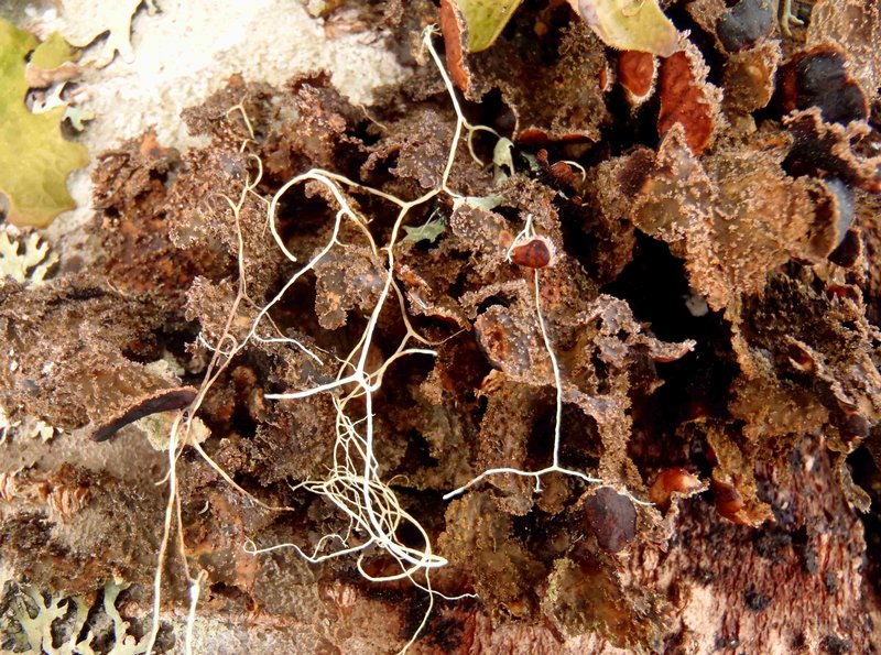 Nephroma isidiosum