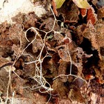 Nephroma isidiosum