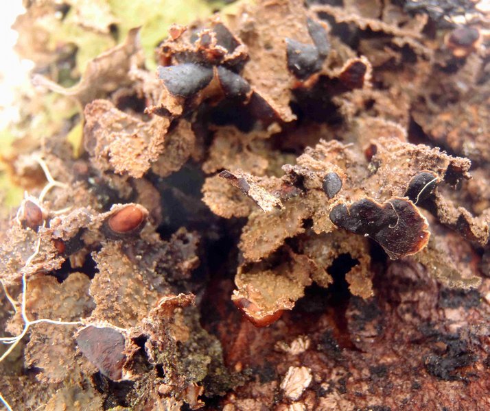Nephroma isidiosum