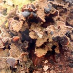 Nephroma isidiosum